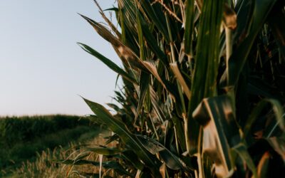 Summer Memories from Iowa’s Tall Corn Fields to Washington’s Peaks